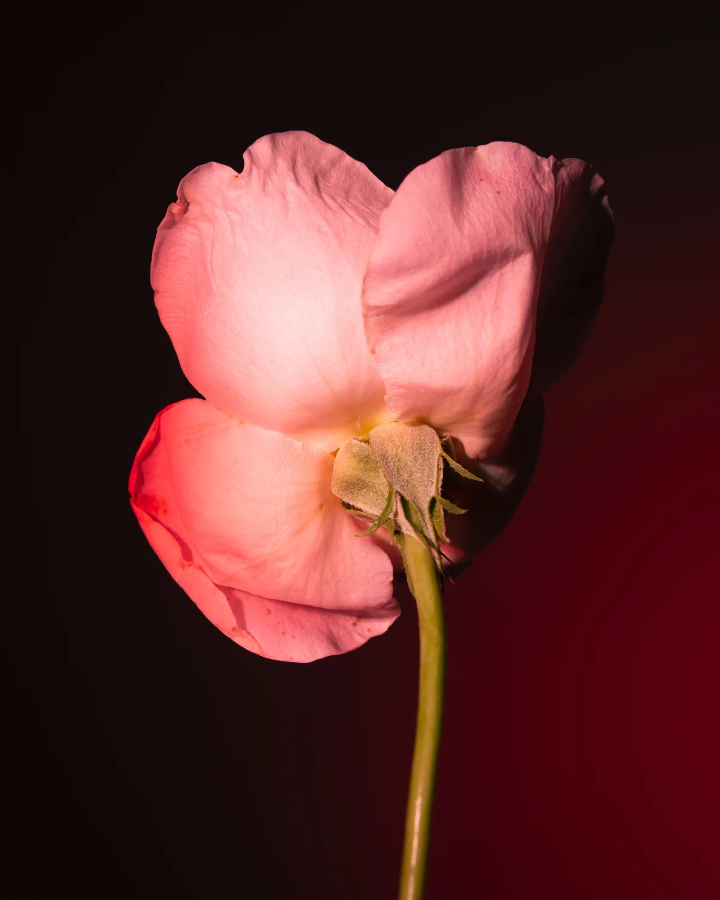 BDK parfum- TABAC ROSE