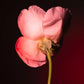 BDK parfum- TABAC ROSE