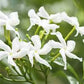 FEDERICO CANTELLI- gelsomino bianco edp